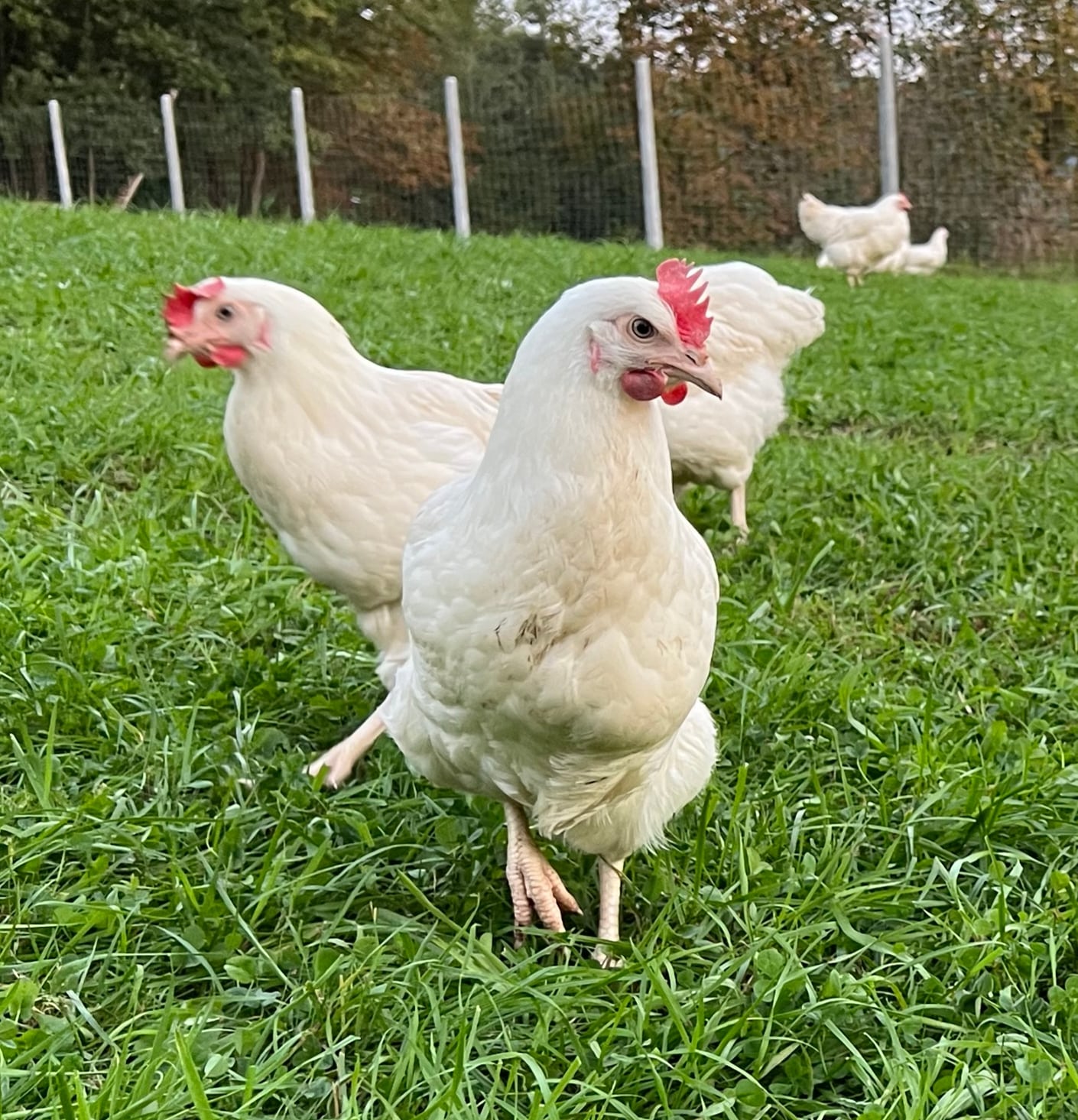 Farmář Radka Kubičná, prostředí 2