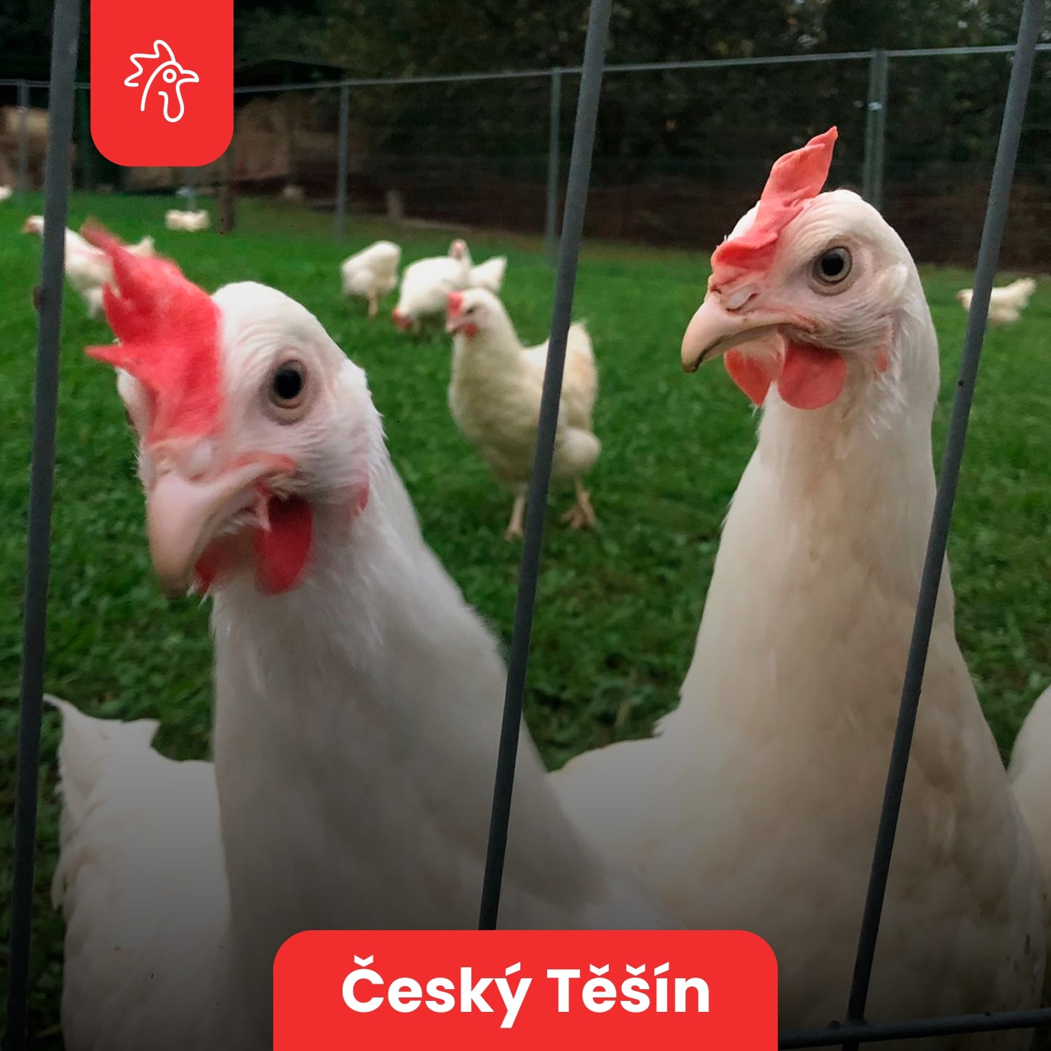 Farmář Radka Kubičná, prostředí 3